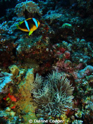 Another beautiful Fiji dive shot. by Dianne Cooper 